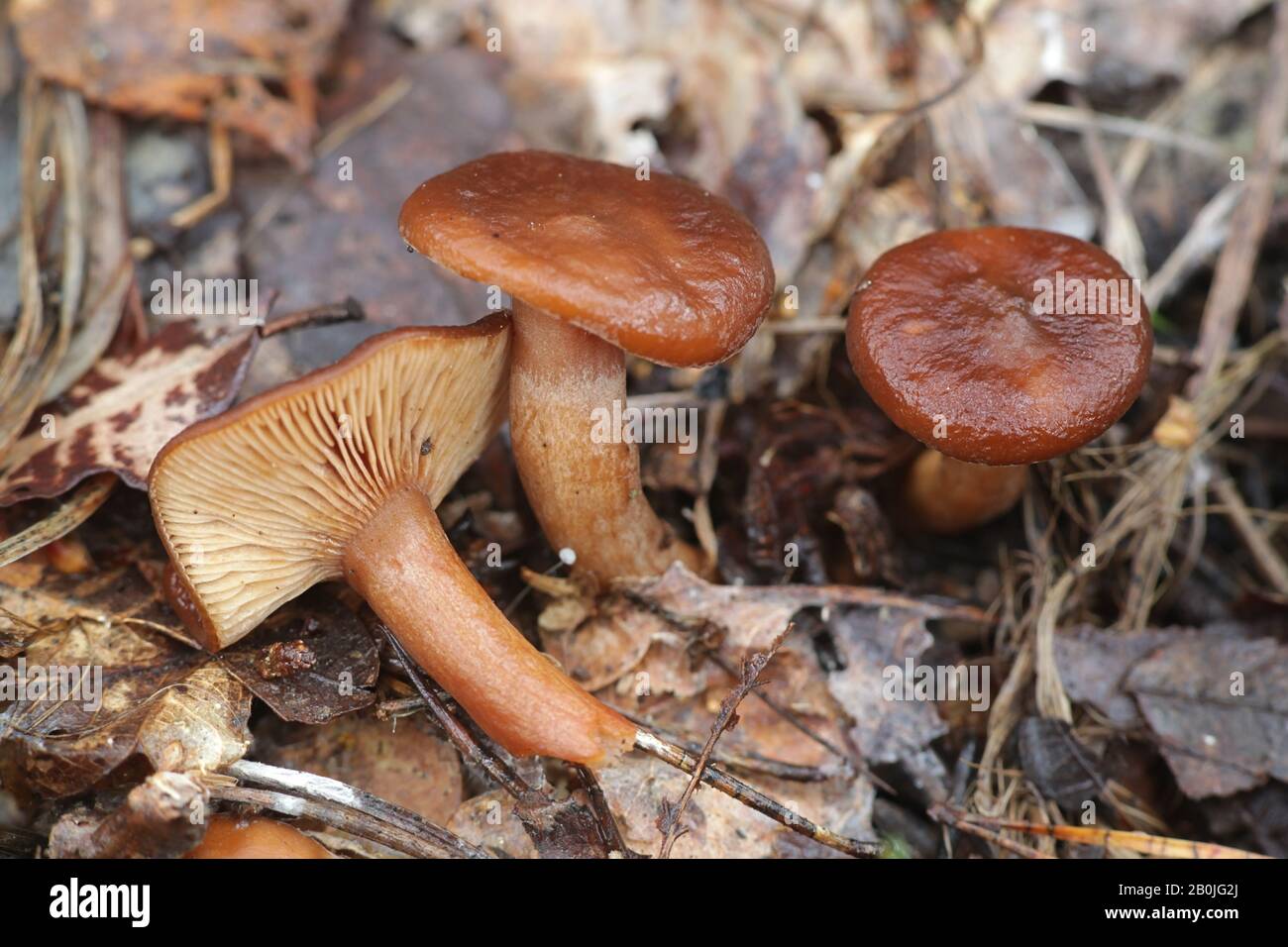 Lactifluus volemus, formerly Lactarius volemus, commonly known as fishy milkcap or weeping milk cap, wild mushroom from Finland Stock Photo