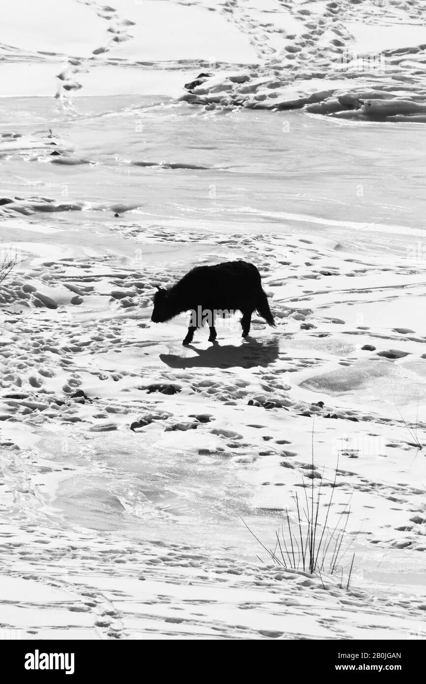 Domestic Yak (Bos mutus gruniens), Rumbak valley. Hemis National Park. Himalayas,,Ladakh, India Stock Photo