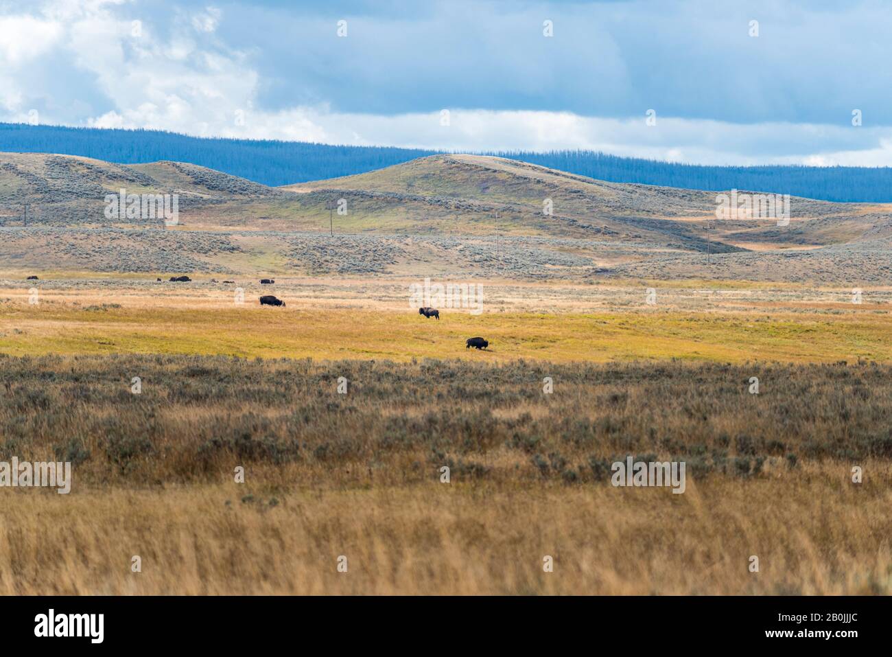 Wide open fields with yellow grass, animals, hills and mountains beyond under cloudy skies. Stock Photo