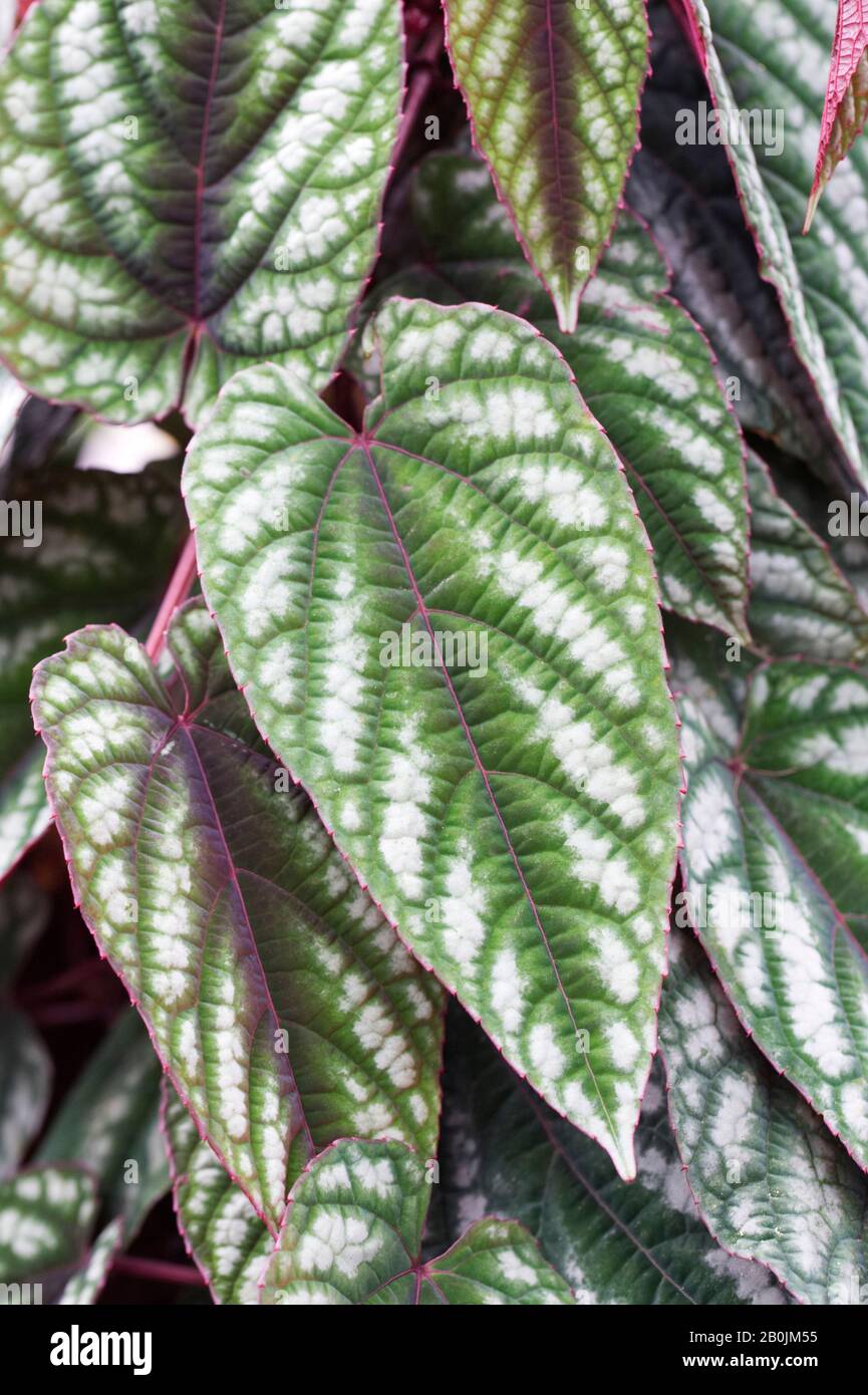 Cissus discolor leaves - Rex begonia vine Stock Photo