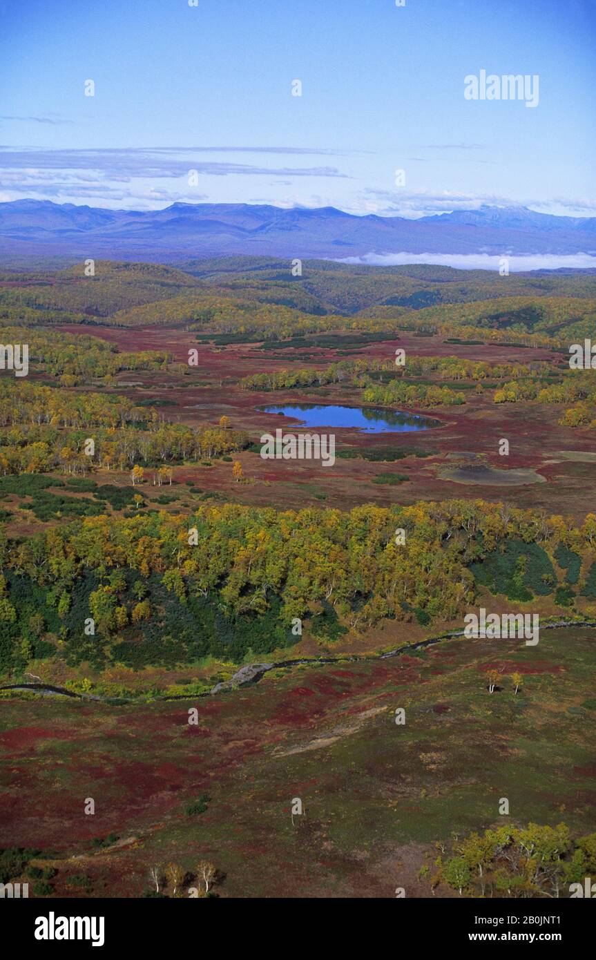 RUSSIA, KAMCHATKA, VIEW OF FOREST AND TUNDRA BETWEEN AVACHA AND ZHUPANOVSKY VOLCANOES Stock Photo