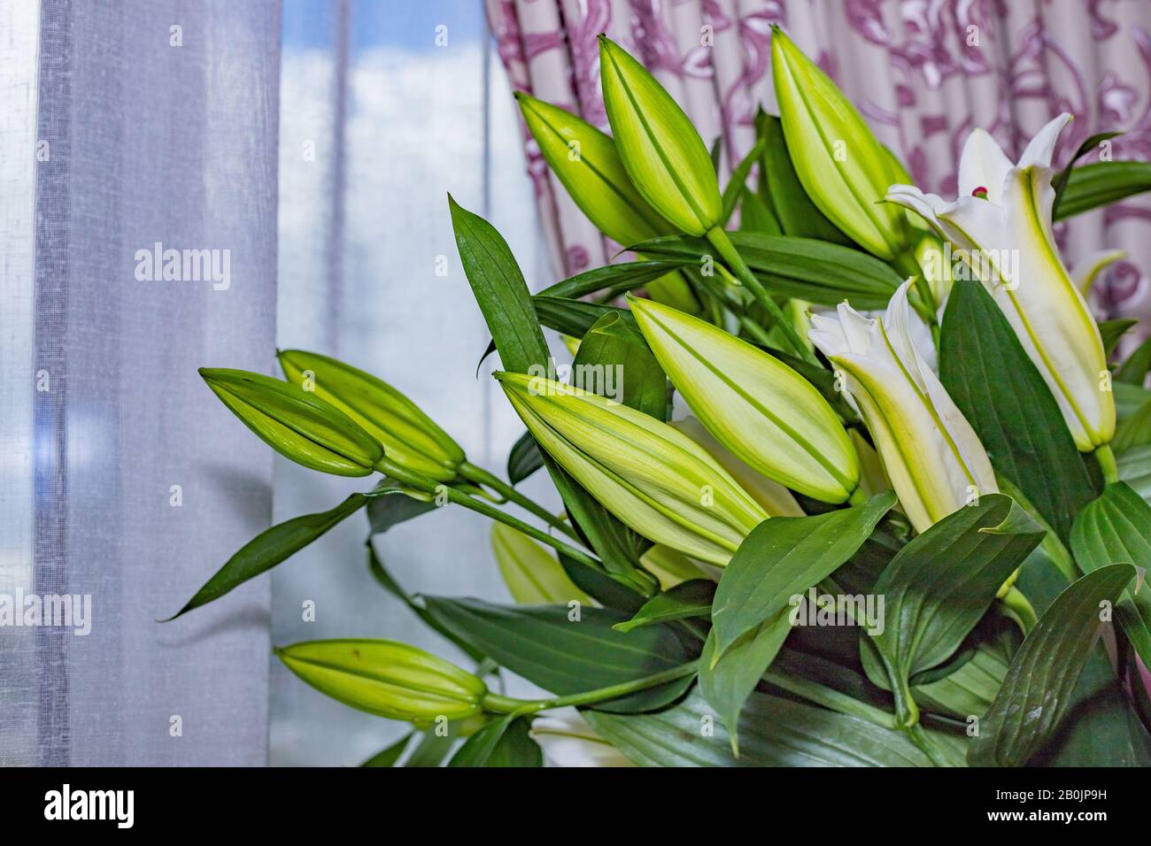 Closed lilies hi-res stock photography and images - Alamy