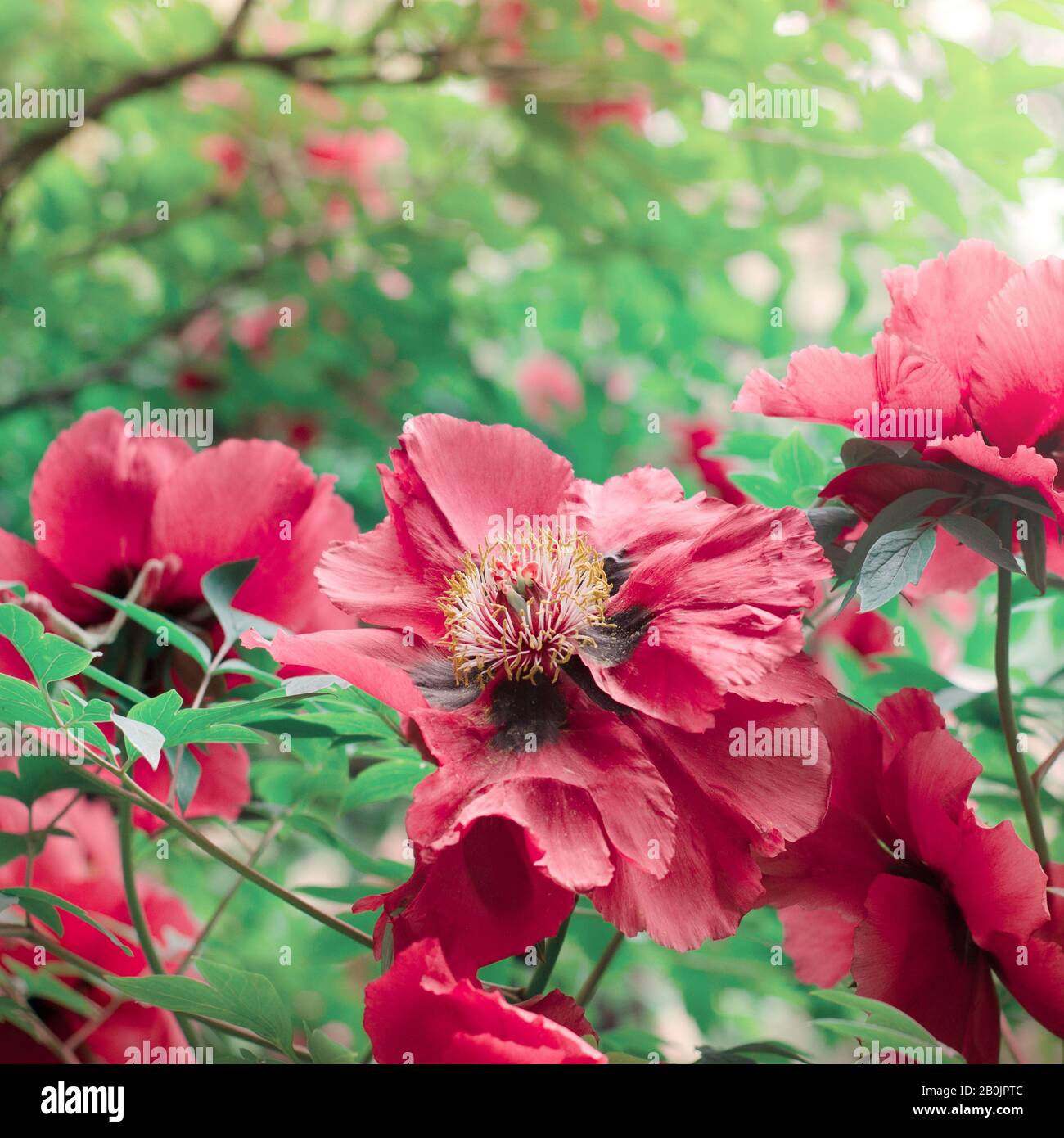 Floral wallpaper with Beautiful gentle pink peony flower growing in the ...