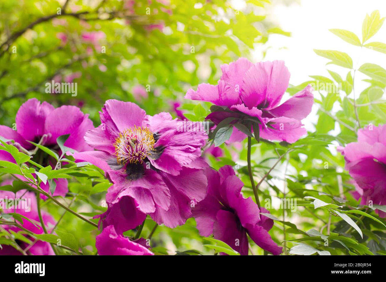 Floral wallpaper with Beautiful gentle pink peony flower growing in the ...