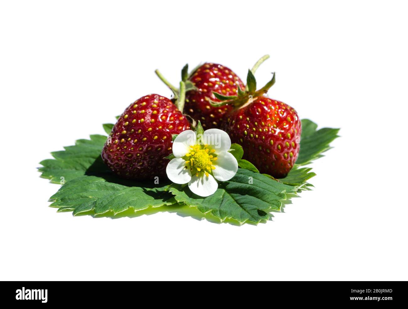 strawberries isolated on white background Stock Photo