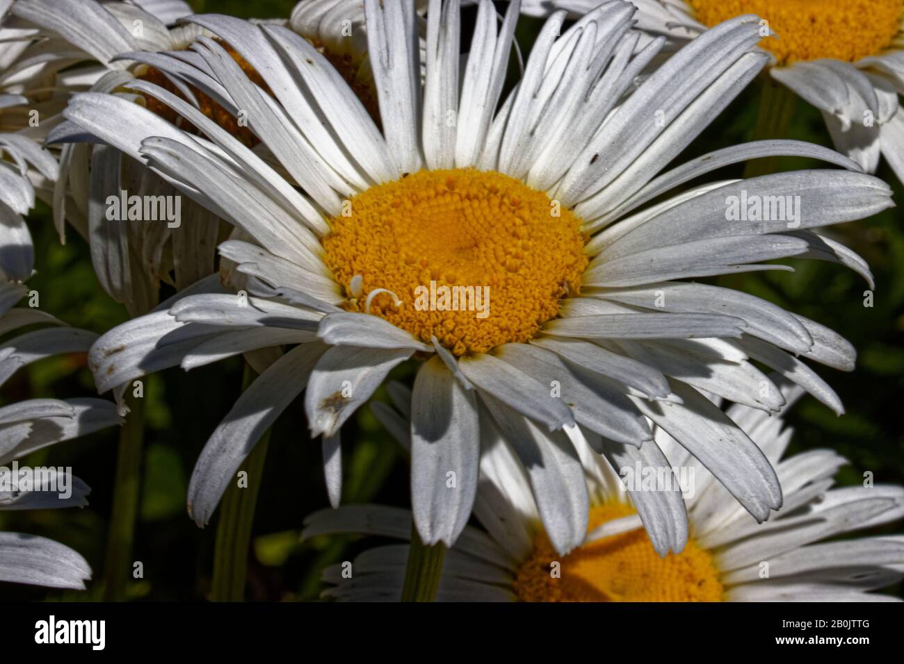 Leucanthemum is a genus of flowering plants in the aster family, Asteraceae. It is mainly distributed in southern and central Europe. Stock Photo