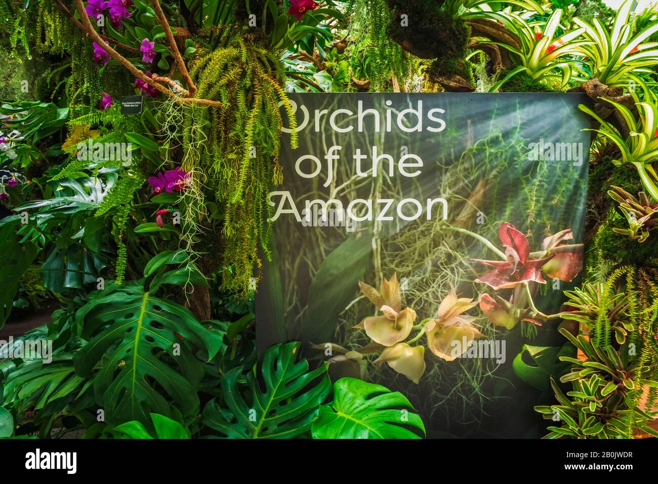 Orchids of the Amazon, Cloud Forest Dome, Gardens by the Bay, Singapore