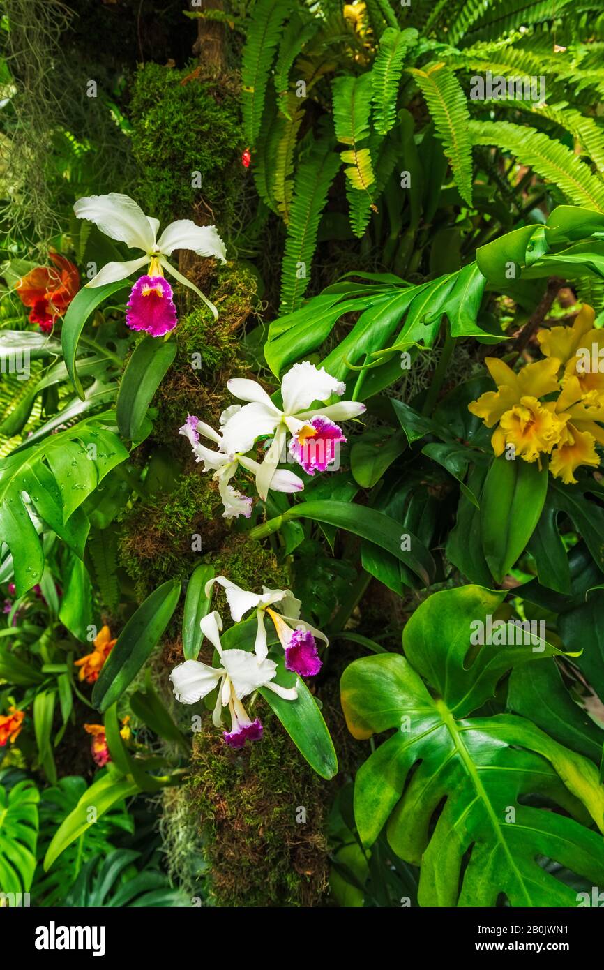 Amazon Rainforest Orchids