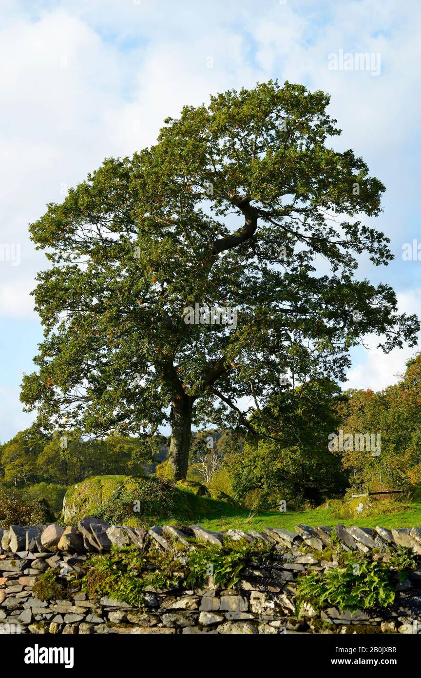 Ash tree Latin name Fraxinus excelsior in Cumbria Stock Photo