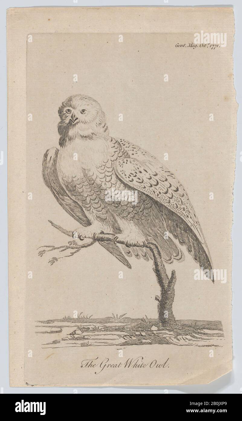 Anonymous, British, 18th century, The Great White Owl, Anonymous, British, 18th century, 1771, Engraving, Sheet: 8 in. × 4 3/4 in. (20.3 × 12 cm), Prints Stock Photo