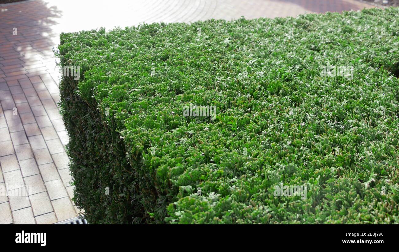 hedge of shared square thuja bushes in the backyard Stock Photo Alamy