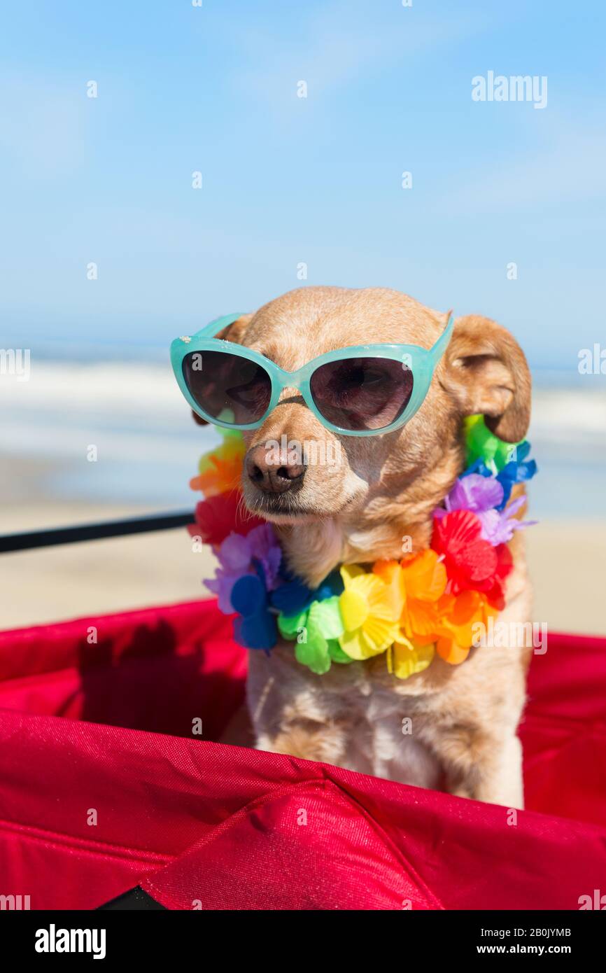 Funny dog with sunglasses on vacation at the beach Stock Photo - Alamy