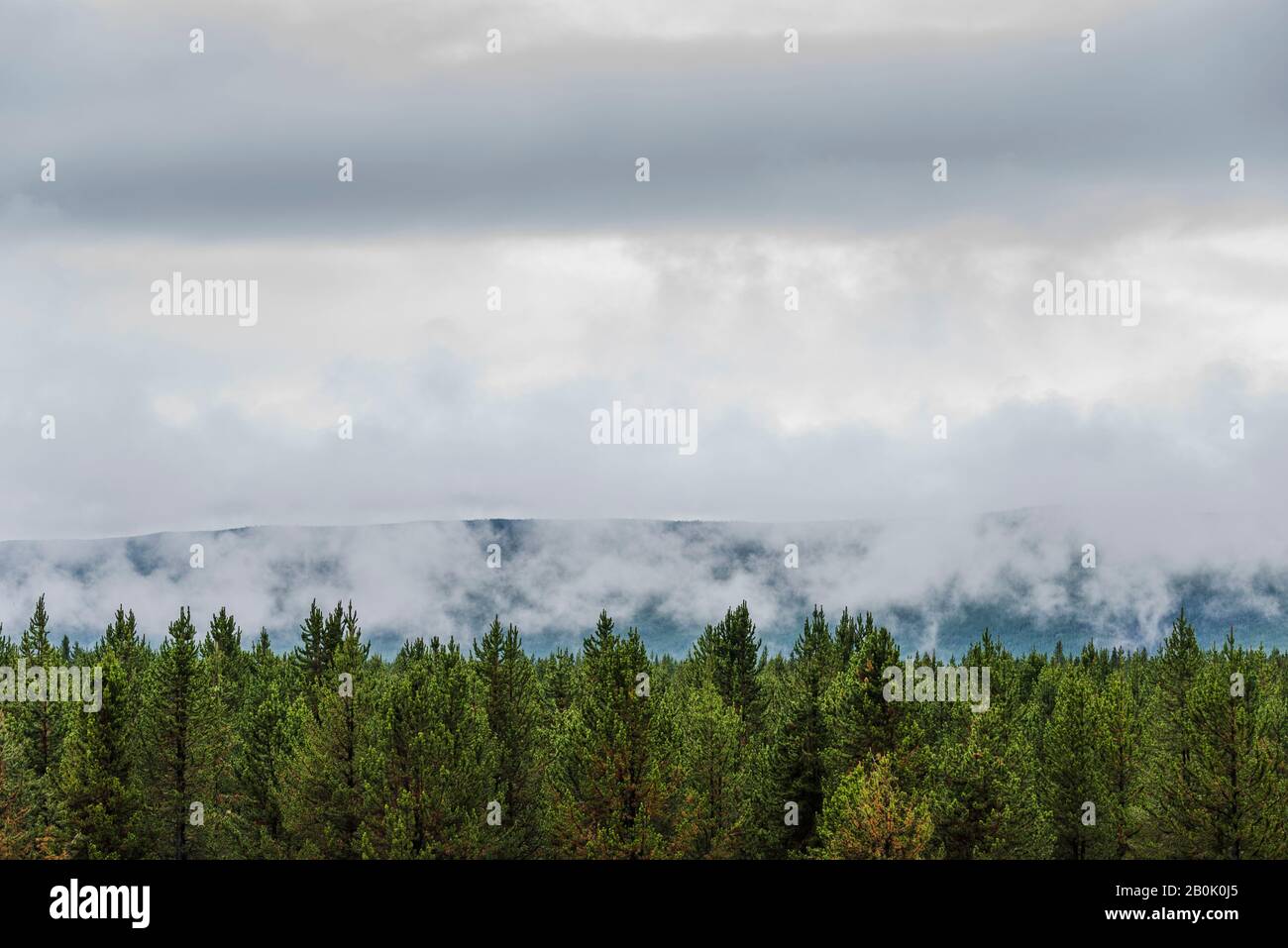 Green forest trees with low level clouds just above the trees. Stock Photo