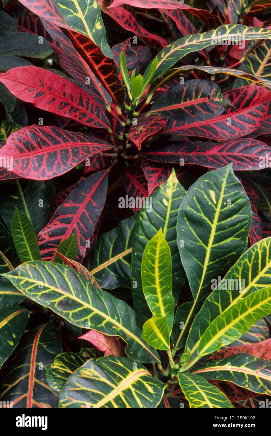 Codiaeum variegatum pictum hi-res stock photography and images - Alamy