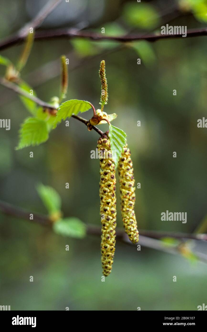 SEASONS, BIRCH TREE IN SPRING WITH MALE (YELLOWISH, HANGING) & FEMALE (GREENISH,UPRIGHT) CATKINS Stock Photo