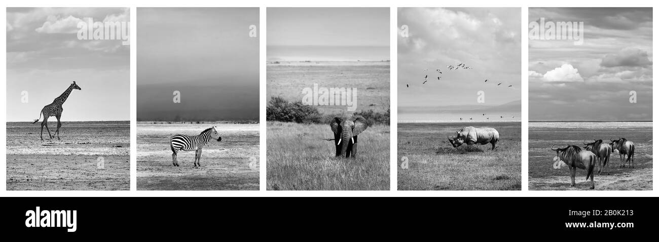Black and white collage of wildlife photos, safari pictures of a giraffe, zebra, elephant, rhino and wildebeest, adventure travel to Africa, Kenya Stock Photo