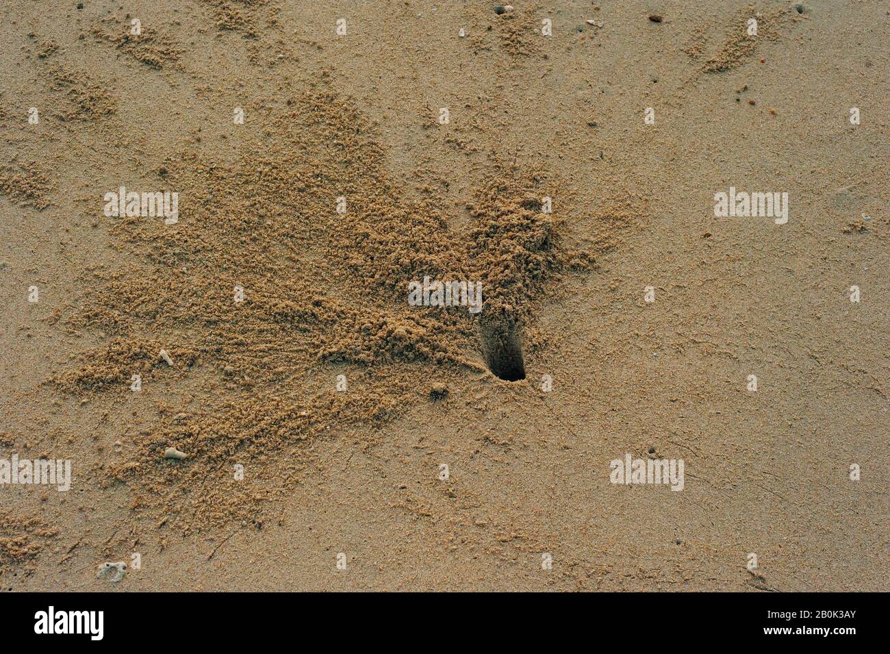 Fluffy crabs hole on white sand beach, Crabs holes on beach sand, Home ...