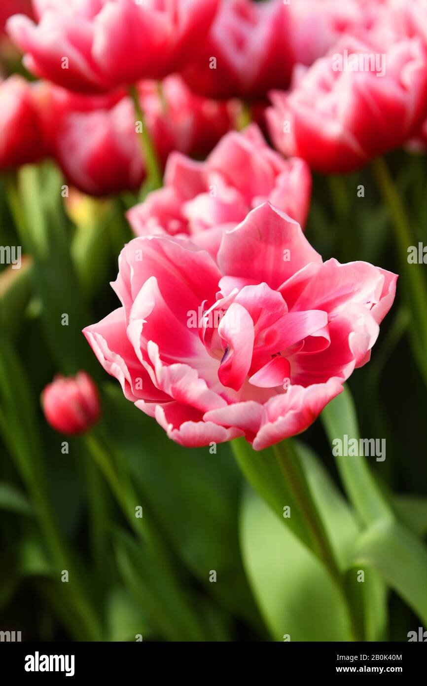 Beautiful peony tulip columbus, glowing reddish pink and has decorative white edge Stock Photo