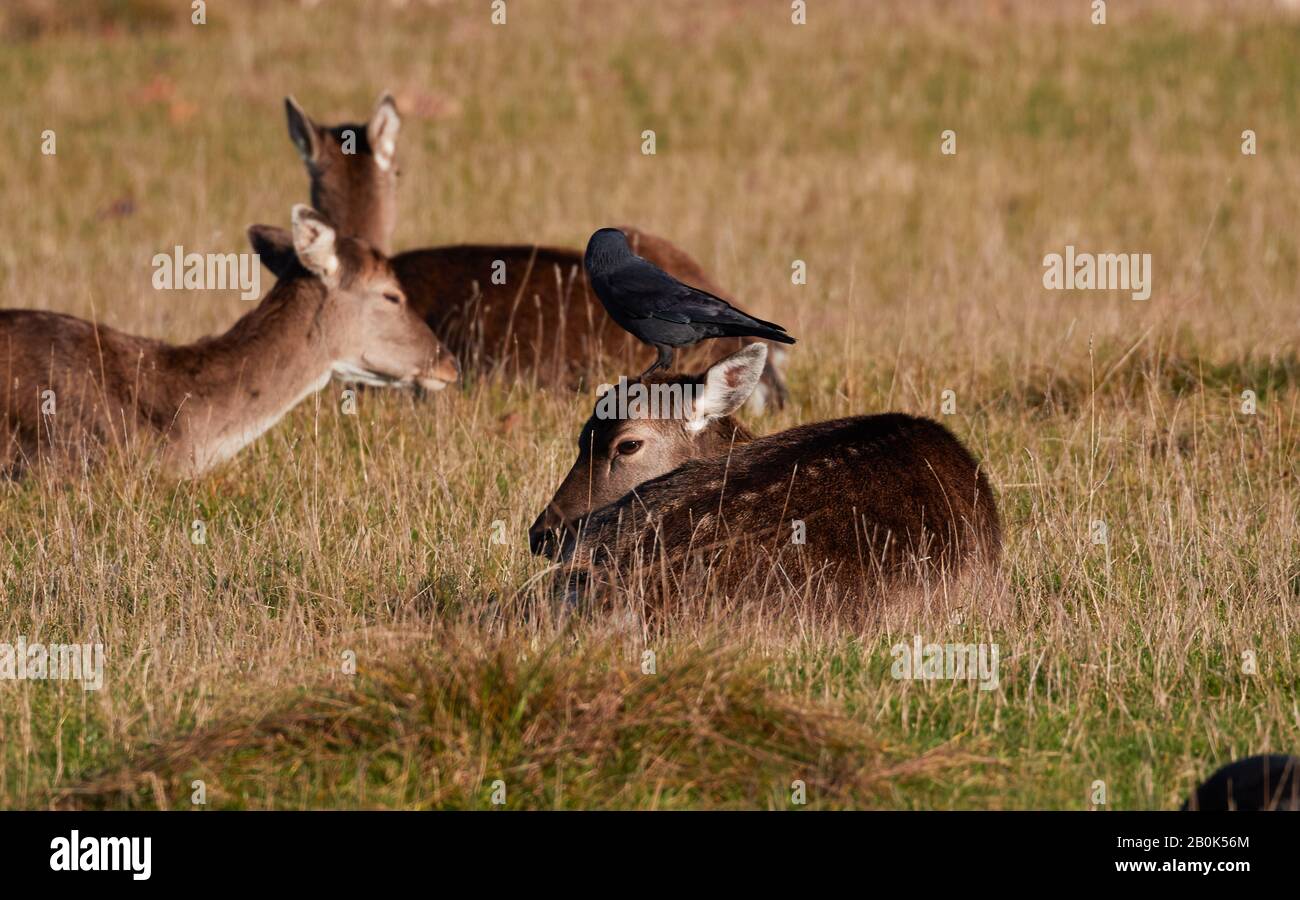 Ticks on deer hi-res stock photography and images - Alamy