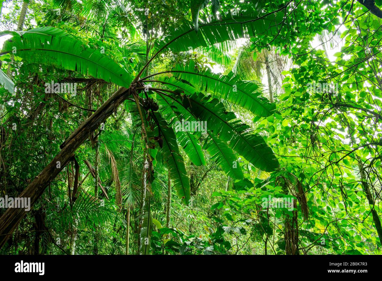 Banana tree in a tropical rainforest enviroment in Brazil Stock Photo