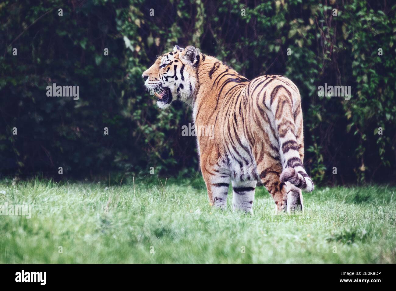 Sumatran Tiger at Howletts Wild Animal Park in England part of the Aspinall Foundation Stock Photo