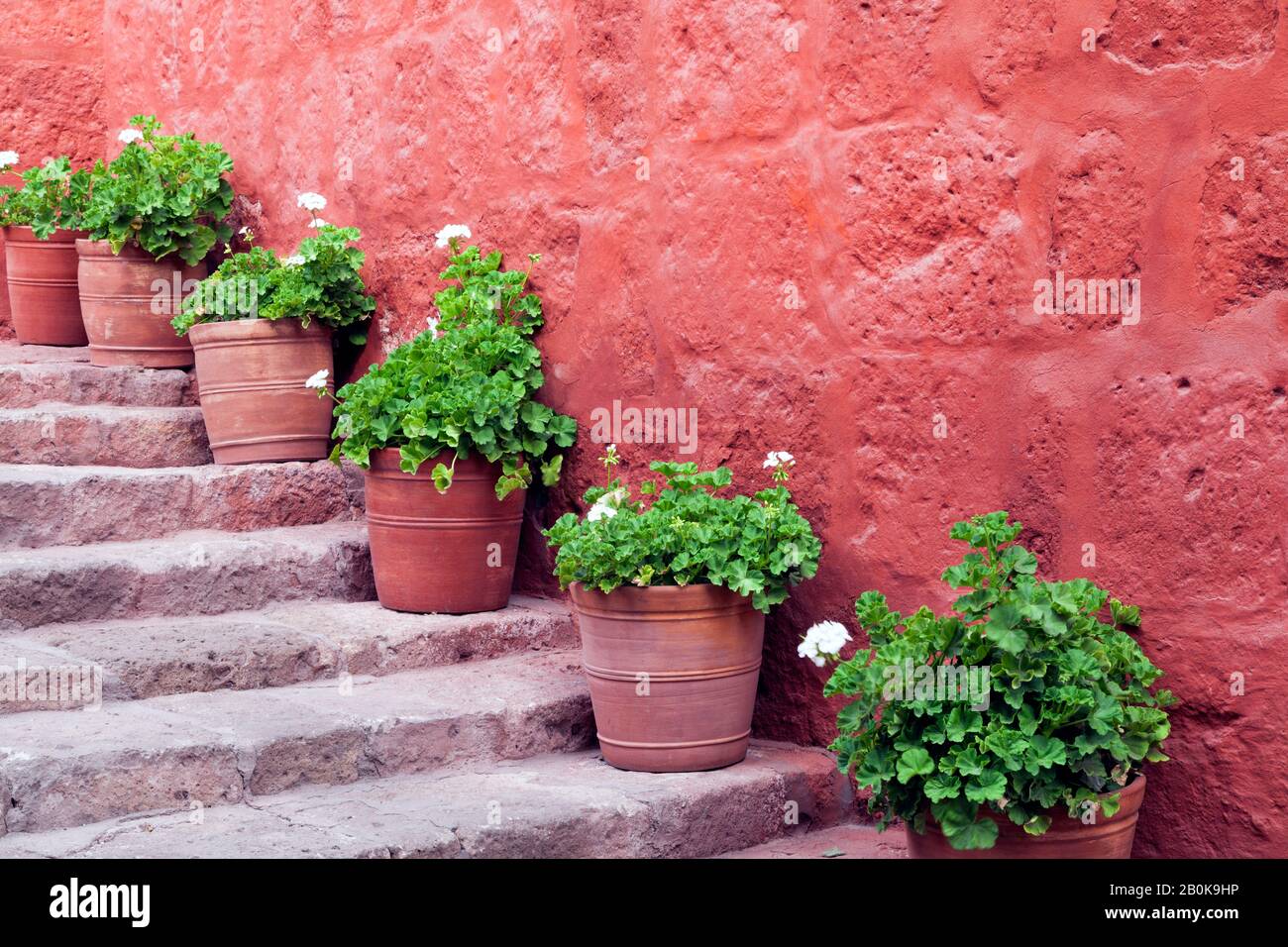 White flowering geranium plants in clay pots on stone steps against red rustic wall . Stock Photo