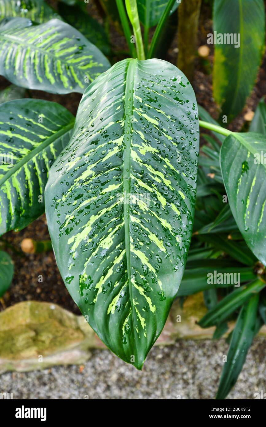 Leaf of tropical 'Dieffenbachia Seguine' plant with yellow stripes