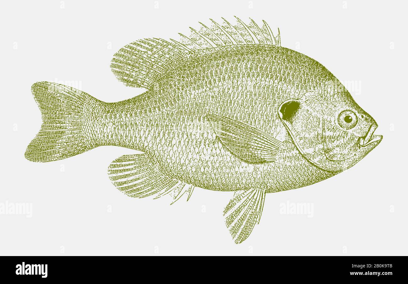 Pumpkinseed lepomis gibbosus, a sunfish from north america in side view  Stock Vector Image & Art - Alamy