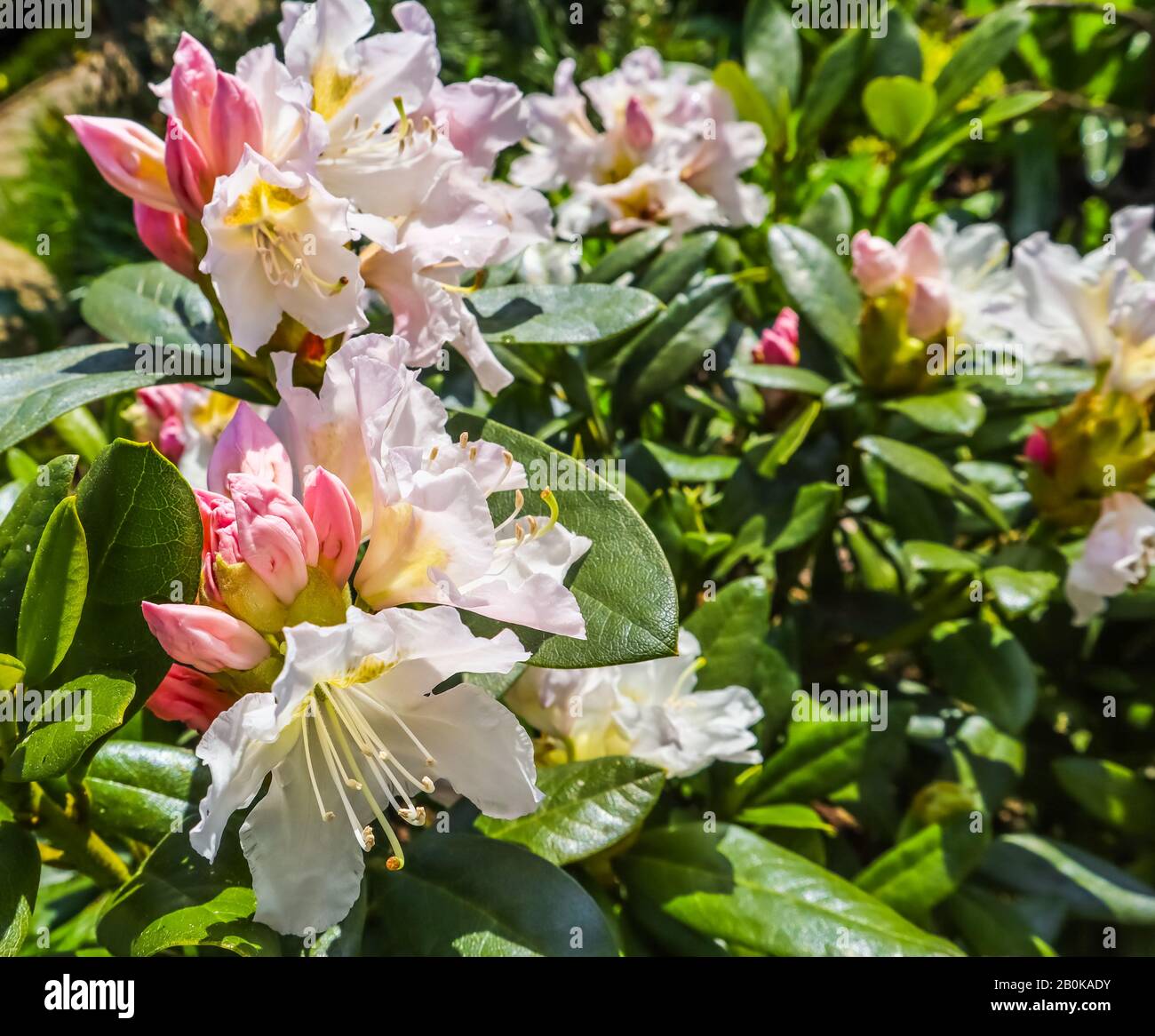 Opening of beautiful flower of Rhododendron 'Cunningham's White' in spring garden Stock Photo