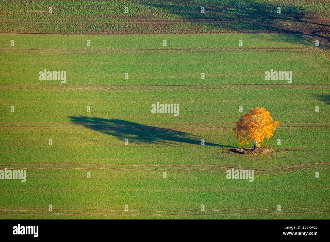 aerial photograph, lonely tree on field, Haltern am See, Ruhr area, North Rhine-Westphalia, Germany, tree, DE, Europe, forms and colours, landscape fo Stock Photo