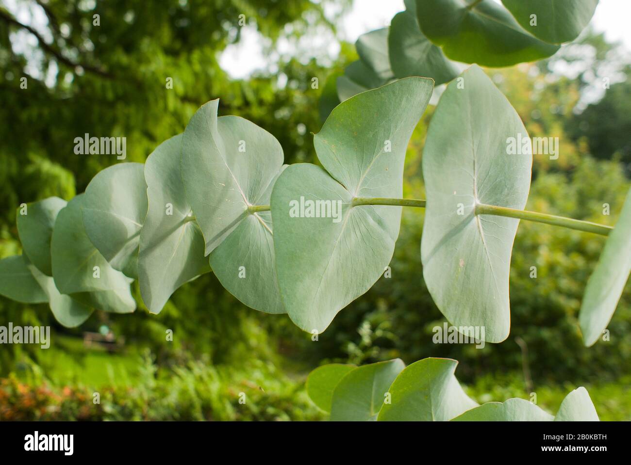 Unusual leaves of Eucalyptus perriniana which is also called Spinning Gum growing in the UK Stock Photo