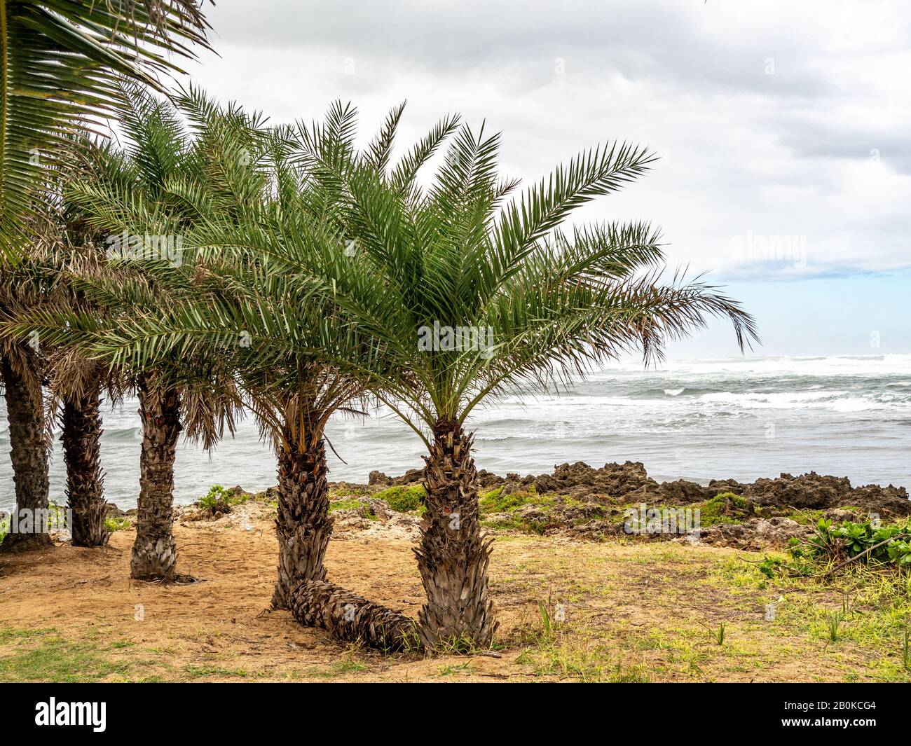 Palm tree growing horizontally on beach Stock Photo Alamy
