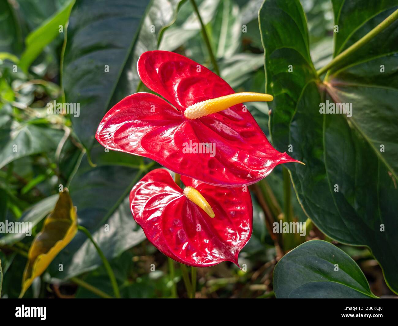 Waxy Red Flowers High Resolution Stock Photography And Images Alamy