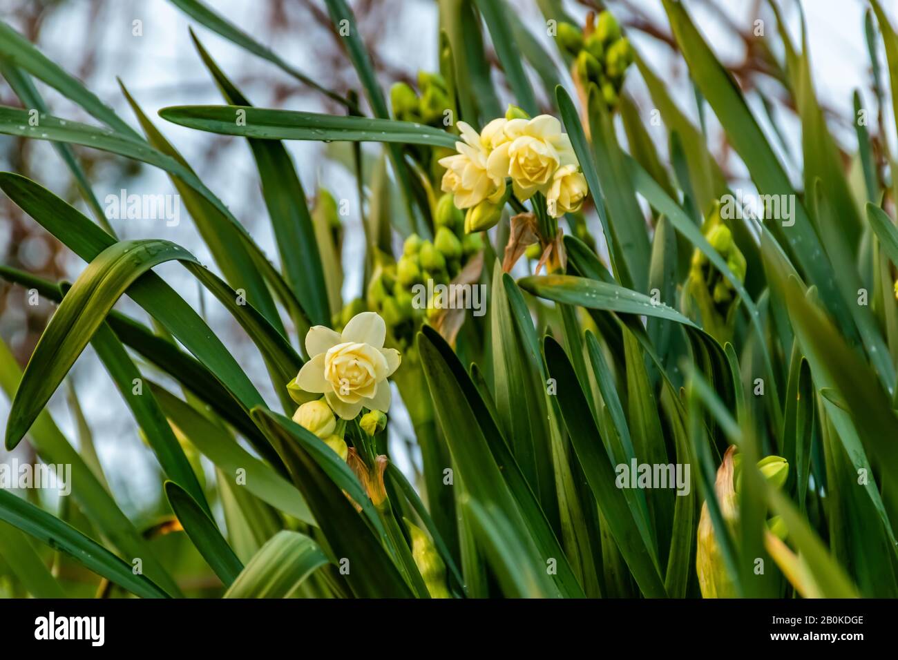 Several pale yellow (beige) narcissus flowers with long green leaves blooming in a park Stock Photo