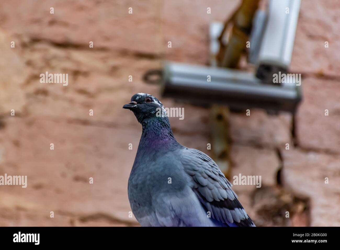 An urban pigeon perching on a roof looking funny and curiously at camera with its head cocked as if glaring or having a question Stock Photo