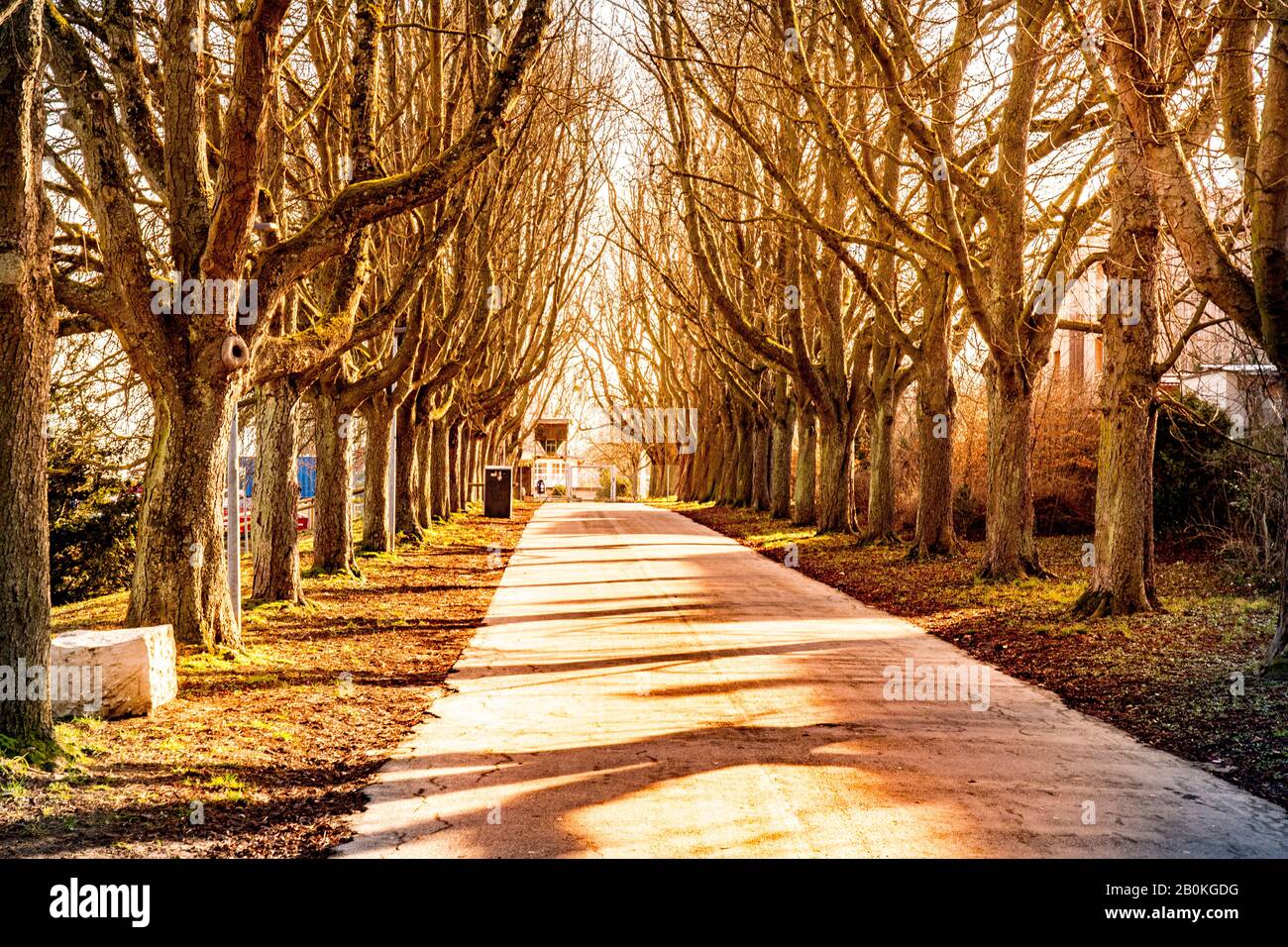 sunny all with trees in winter Stock Photo - Alamy