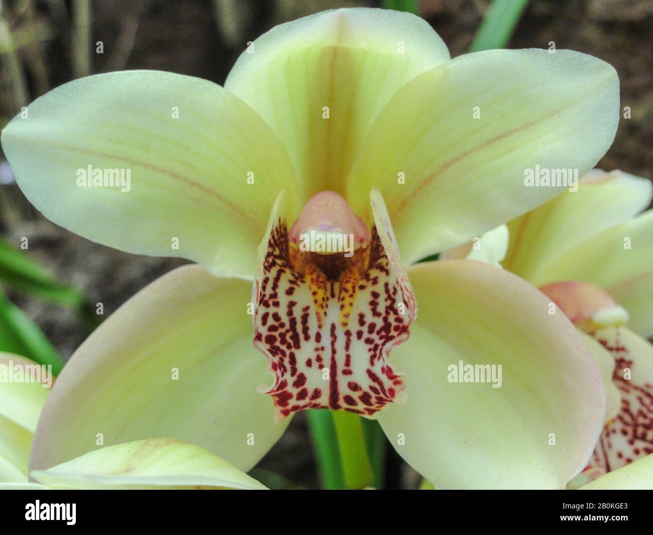 natural orchid, close-up, vivid colors Stock Photo
