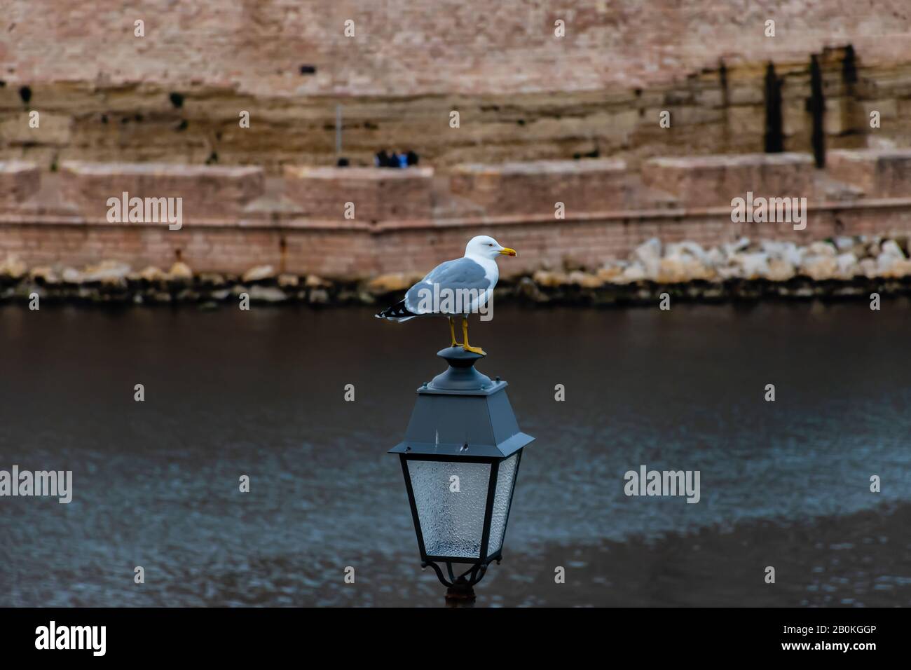 A seagull bird with a red spot on its beak sitting on a lantern near the Pharo Palace in a park with the Mediterranian sea bay and a fortress stone wa Stock Photo