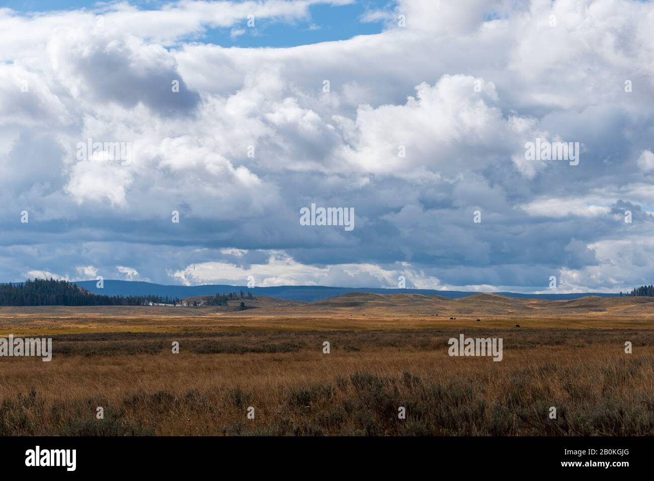 Golden grassy valley with forested hill and mountains beyond under blue skies with white fluffy clouds. Stock Photo