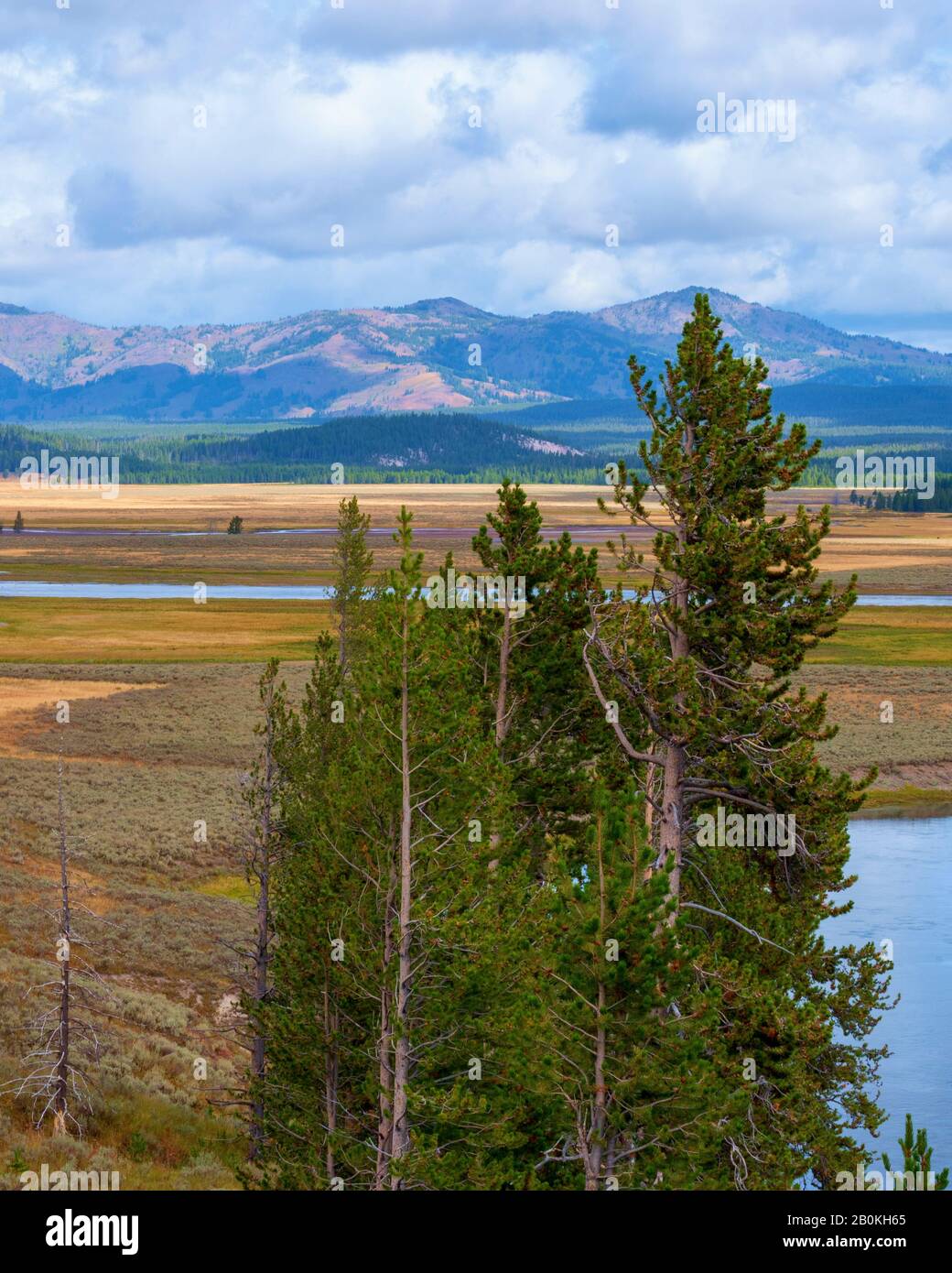 Tall pine trees by scenic lake view hi-res stock photography and images ...