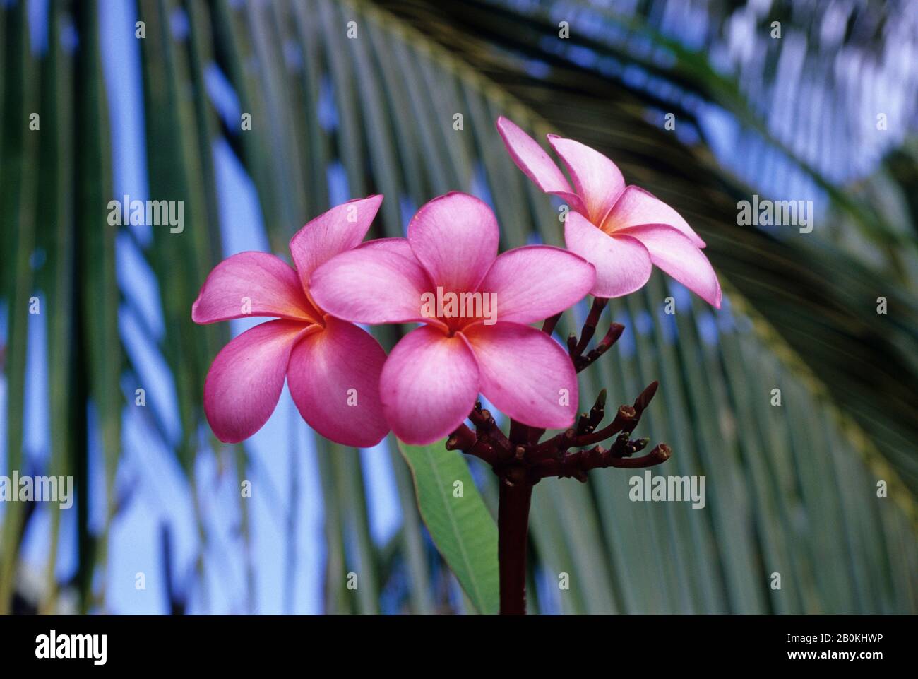 FRENCH POLYNESIA, SOCIETY ISLANDS, BORA BORA, PINK FRANGIPANI FLOWERS