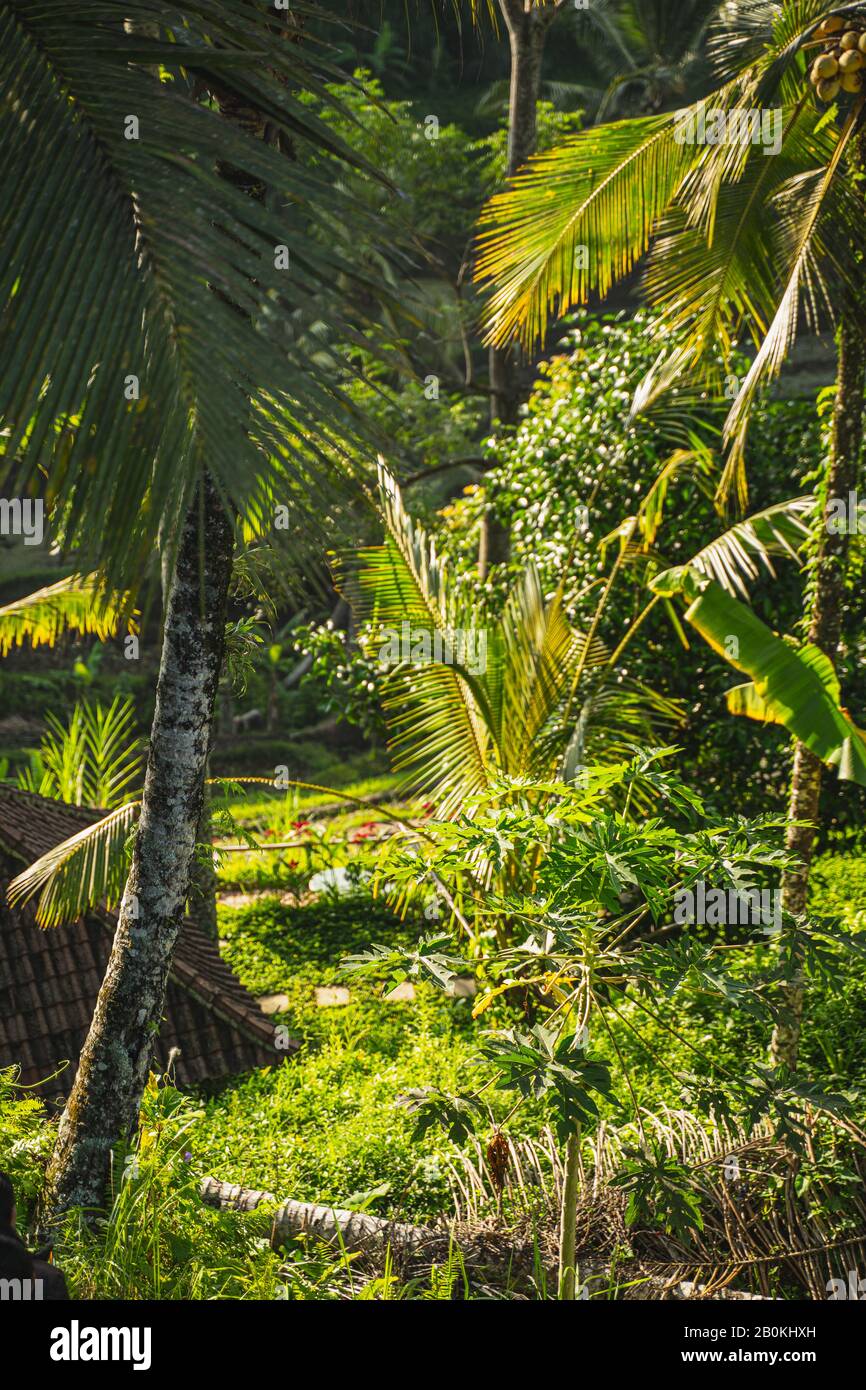 Peaceful jungle view hi-res stock photography and images - Alamy