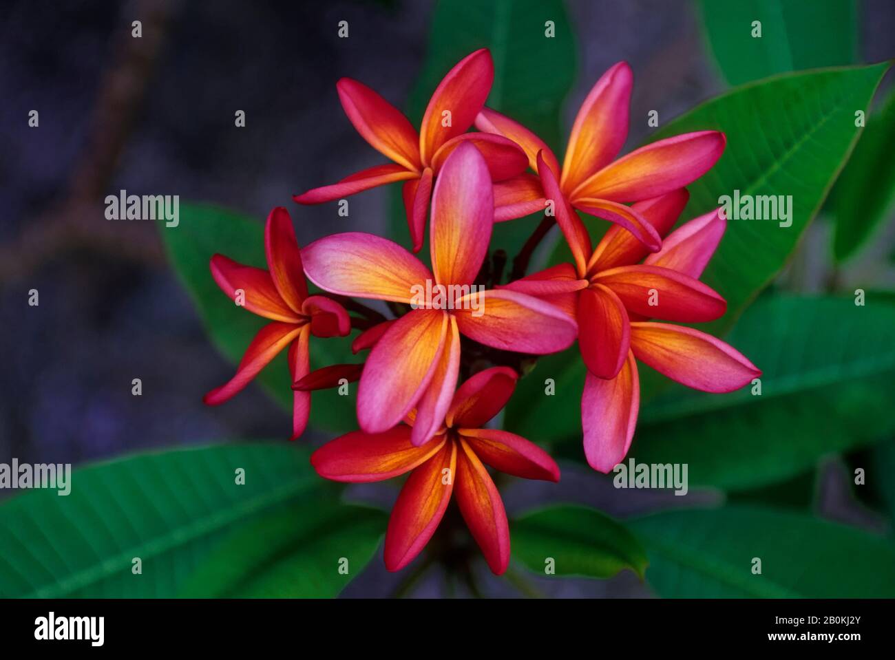 Pacific Islands Roses Pacific islands flowers hi-res stock photography and images - Alamy