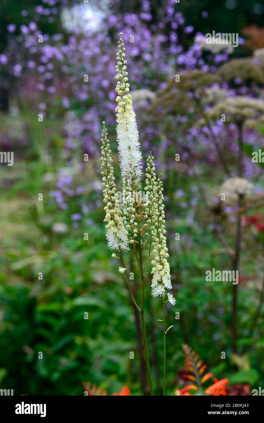 Actaea cordifolia Blickfang,white flower,flowers,flower spike,flowering,perennial,perennials,RM Floral Stock Photo