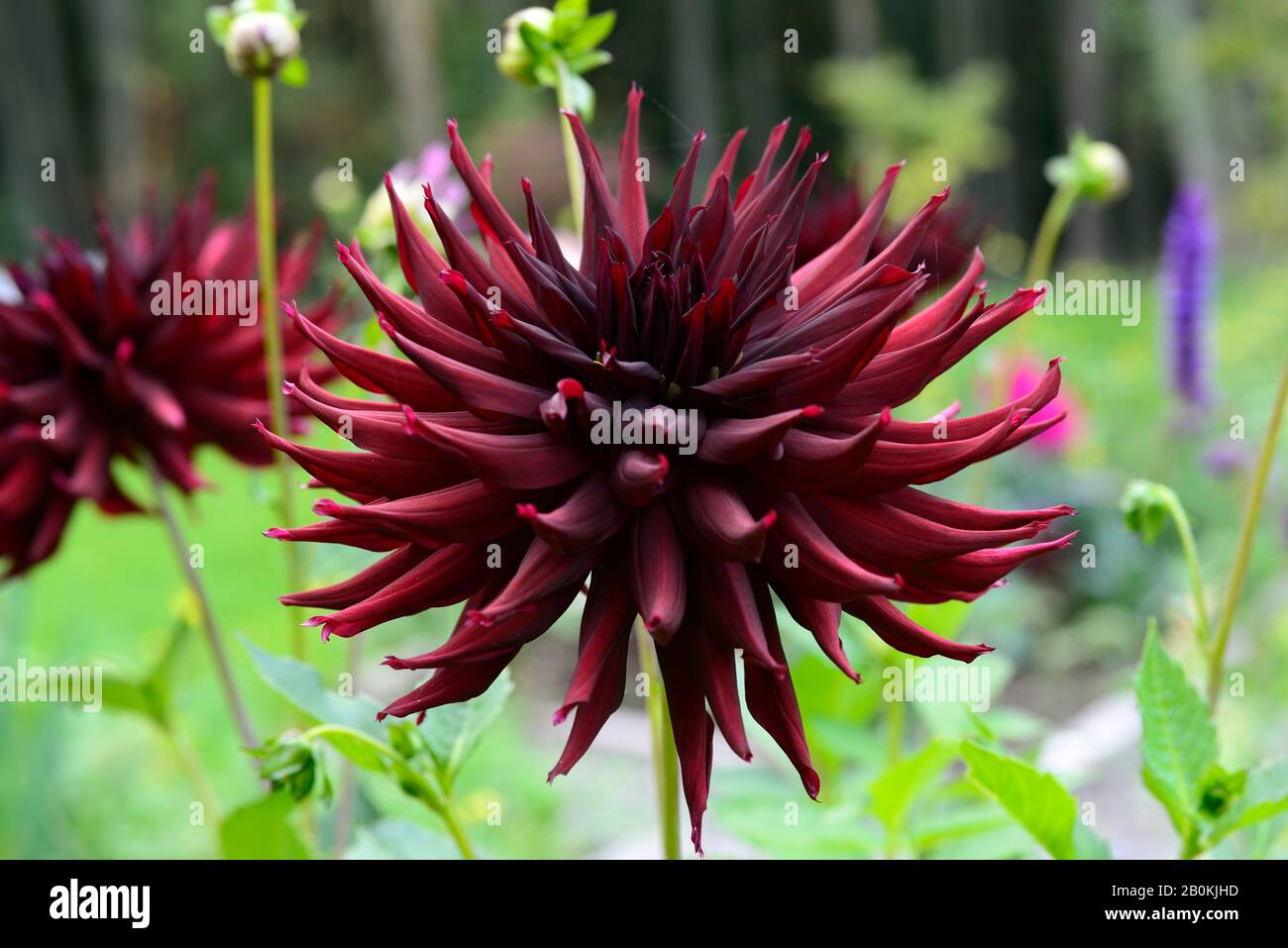 Black narcissus hires stock photography and images Alamy