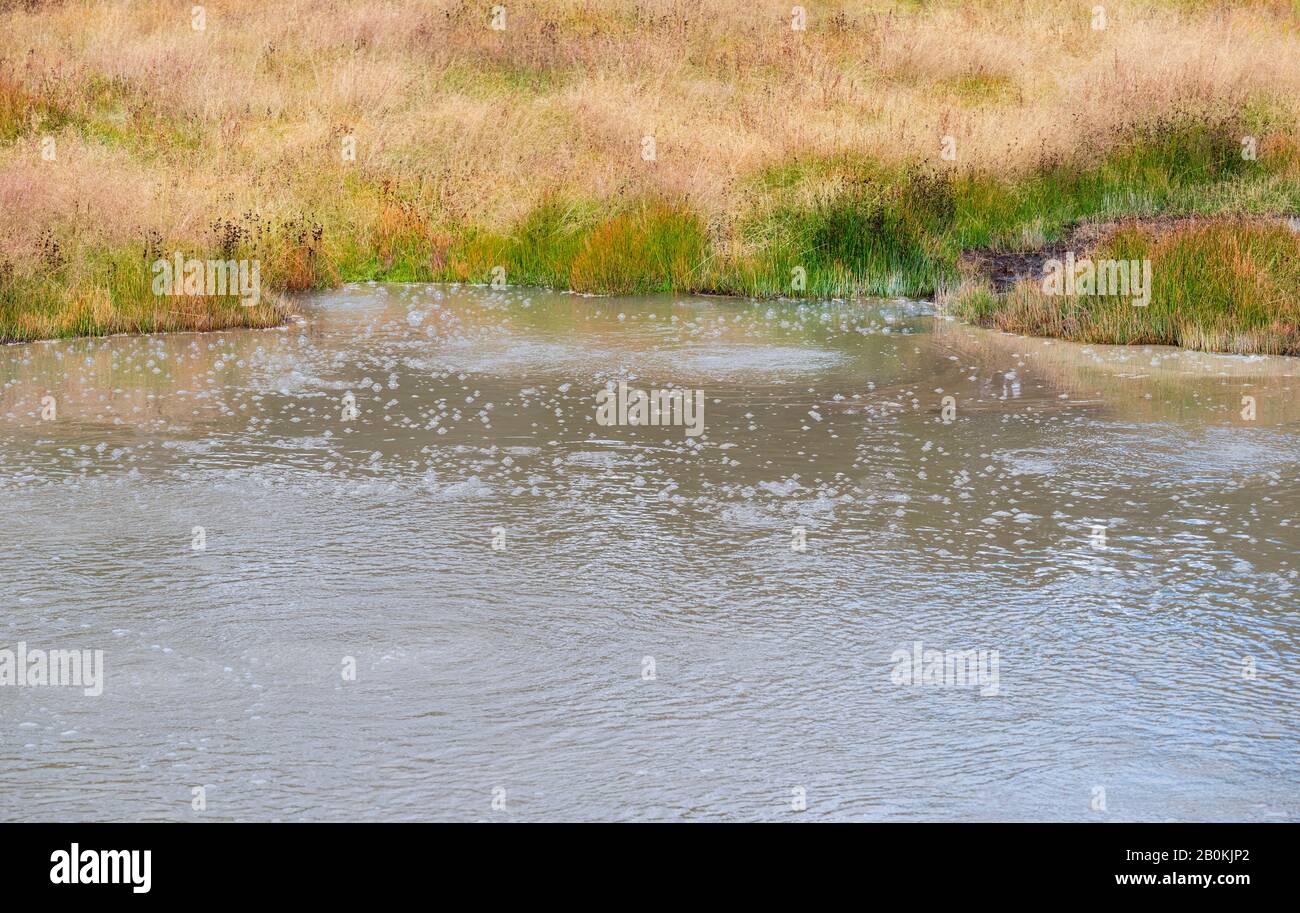 Murky hot spring with green and yellow grass. Stock Photo
