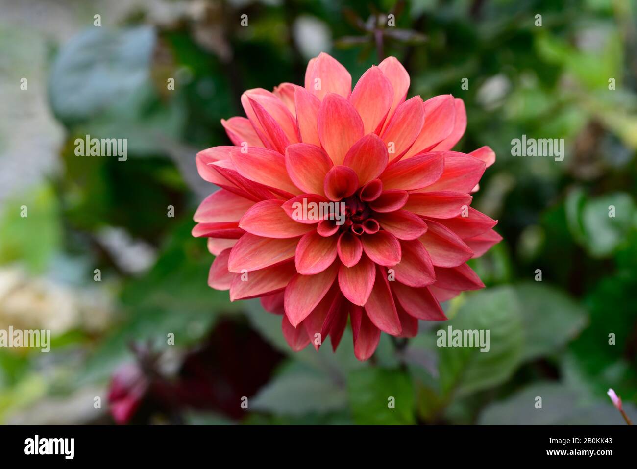 dahlia groovy,rusty pink red flowers with orange undertones,flowers,flower,flowering,dahlia,garden,gardens,RM Floral Stock Photo