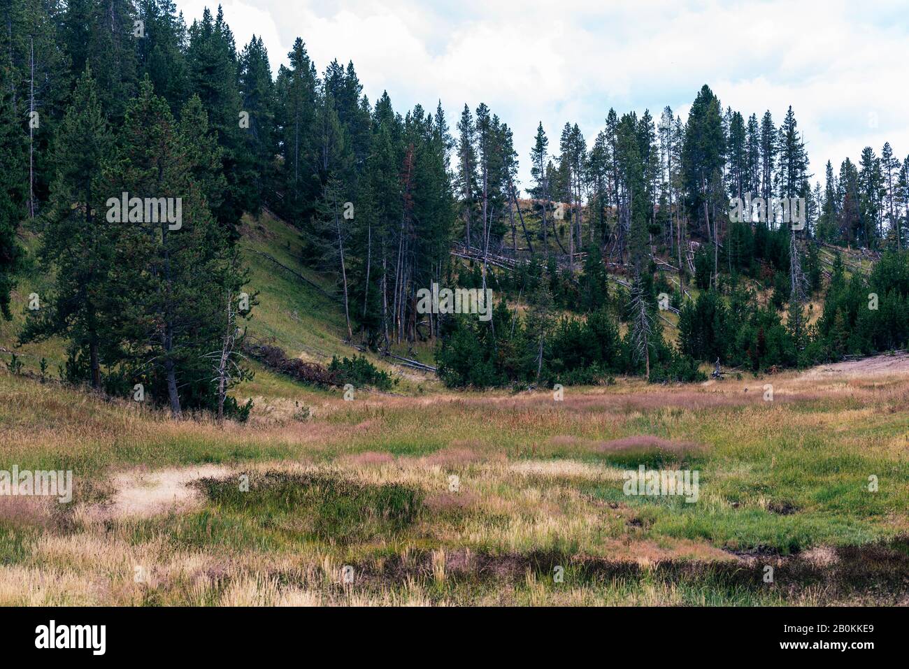 Green grass valley and tall green pine trees on hillside. Stock Photo