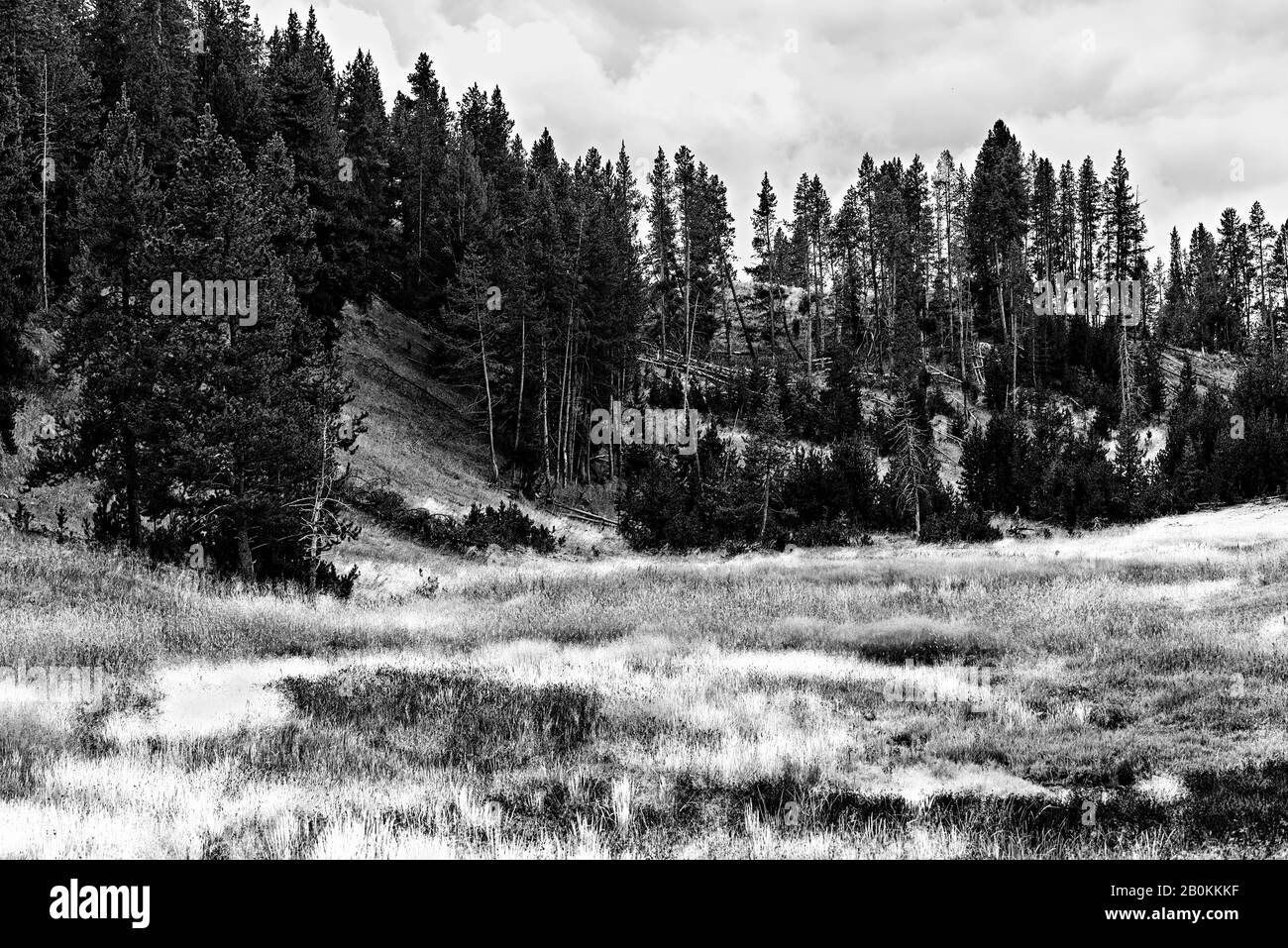 Black and white, grassy fields with tall pine trees on hillside. Stock Photo