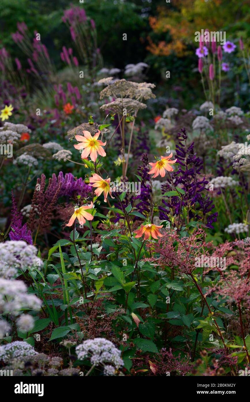 dahlia,single dahlias,seedling,coral,peach,orange,flowers,flower